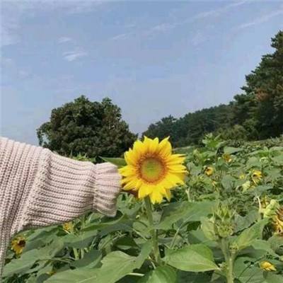 博丽繁盛记最新版下载